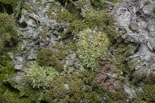 Ağaçta ve toprakta yetişen bazı ortak organizmaların yakın çekimi..