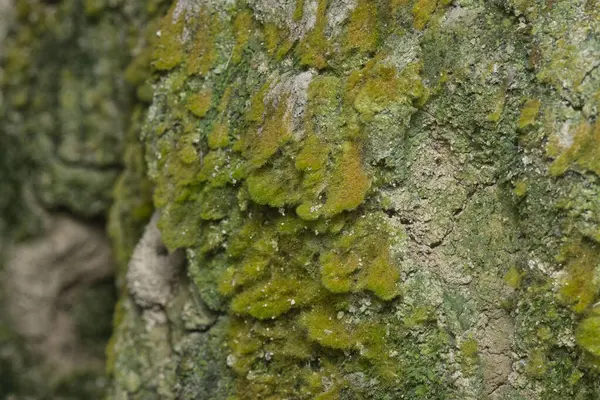 Ağaçta ve toprakta yetişen bazı ortak organizmaların yakın çekimi..