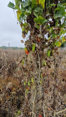 Vahşi agresif sarmaşık kabağı yapraklı meyve bitkisi beton direğin etrafına tırmanıyor..  