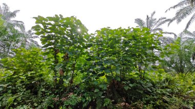 Çalı çayırlarında yetişen dev sazan ağaçları..