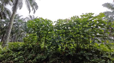 Çalı çayırlarında yetişen dev sazan ağaçları..