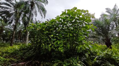 Çalı çayırlarında yetişen dev sazan ağaçları..