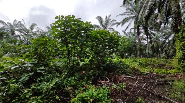 Çalı çayırlarında yetişen dev sazan ağaçları..