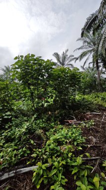 Çalı çayırlarında yetişen dev sazan ağaçları..