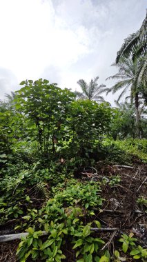 Çalı çayırlarında yetişen dev sazan ağaçları..