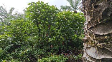 Çalı çayırlarında yetişen dev sazan ağaçları..