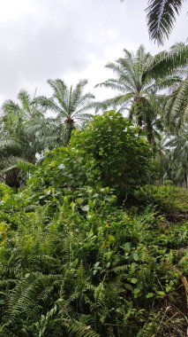 Çalı çayırlarında yetişen dev sazan ağaçları..