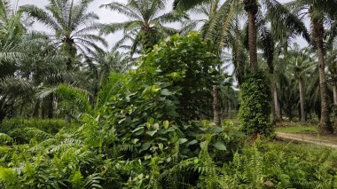 Çalı çayırlarında yetişen dev sazan ağaçları..