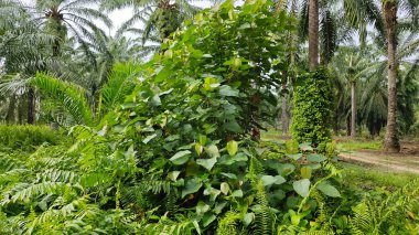 Çalı çayırlarında yetişen dev sazan ağaçları..