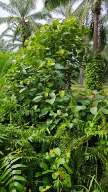 Çalı çayırlarında yetişen dev sazan ağaçları..