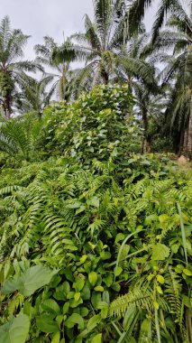 Çalı çayırlarında yetişen dev sazan ağaçları..