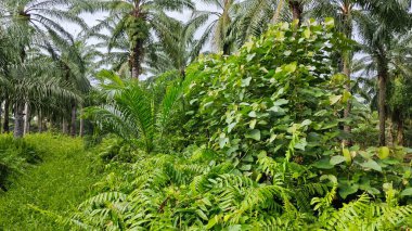 Çalı çayırlarında yetişen dev sazan ağaçları..