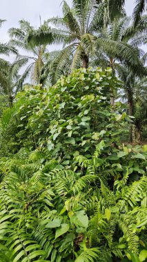 Çalı çayırlarında yetişen dev sazan ağaçları..