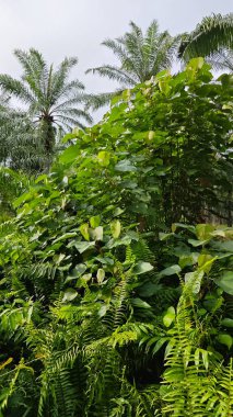 Çalı çayırlarında yetişen dev sazan ağaçları..