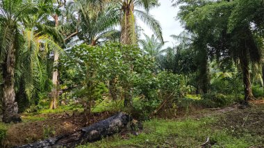 Çalı çayırlarında yetişen dev sazan ağaçları..