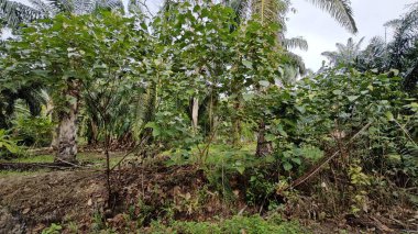 Çalı çayırlarında yetişen dev sazan ağaçları..