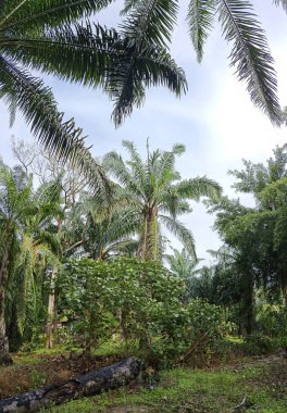 Çalı çayırlarında yetişen dev sazan ağaçları..