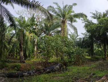 Çalı çayırlarında yetişen dev sazan ağaçları..