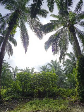 Çalı çayırlarında yetişen dev sazan ağaçları..