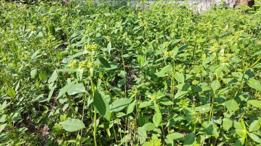 Yeşil öforbi ile filizlenen yabani çayır heterofilla ot bitkileri..