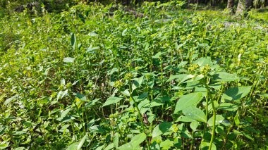 Yeşil öforbi ile filizlenen yabani çayır heterofilla ot bitkileri..