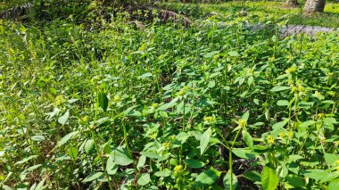 Yeşil öforbi ile filizlenen yabani çayır heterofilla ot bitkileri..