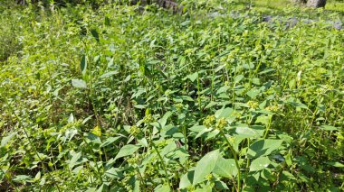 Yeşil öforbi ile filizlenen yabani çayır heterofilla ot bitkileri..