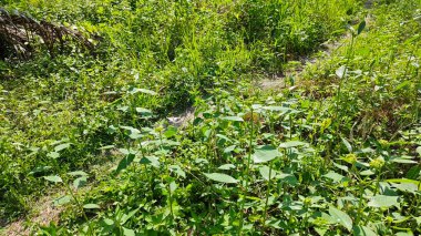 Yeşil öforbi ile filizlenen yabani çayır heterofilla ot bitkileri..