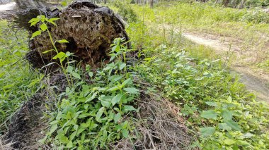 Yeşil öforbi ile filizlenen yabani çayır heterofilla ot bitkileri..