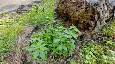 Yeşil öforbi ile filizlenen yabani çayır heterofilla ot bitkileri..