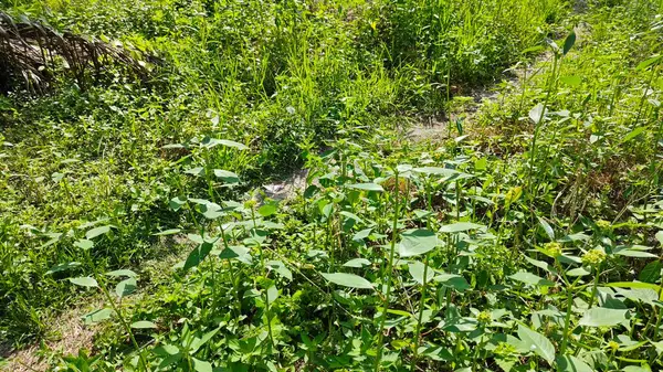 Yeşil öforbi ile filizlenen yabani çayır heterofilla ot bitkileri..