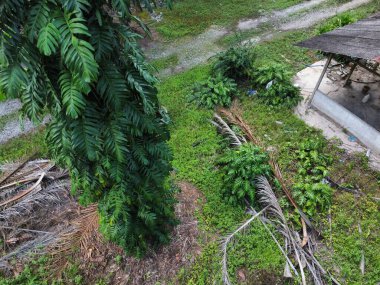 Çalı ve kümelenmiş yapraklı vahşi canavarın hava manzarası palmiye yağı tarlasında sürünen deliciosa.. 