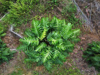 Çalı ve kümelenmiş yapraklı vahşi canavarın hava manzarası palmiye yağı tarlasında sürünen deliciosa.. 