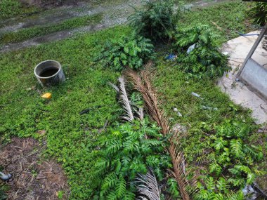 Çalı ve kümelenmiş yapraklı vahşi canavarın hava manzarası palmiye yağı tarlasında sürünen deliciosa.. 