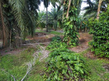 Çalı ve kümelenmiş yapraklı vahşi canavarın hava manzarası palmiye yağı tarlasında sürünen deliciosa.. 