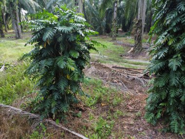 Çalı ve kümelenmiş yapraklı vahşi canavarın hava manzarası palmiye yağı tarlasında sürünen deliciosa.. 
