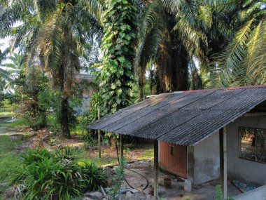 Çalı ve kümelenmiş yapraklı vahşi canavarın hava manzarası palmiye yağı tarlasında sürünen deliciosa.. 