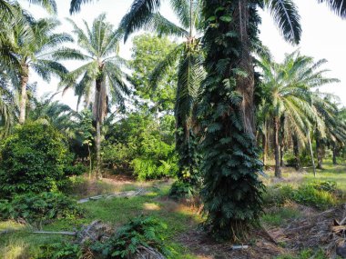 Çalı ve kümelenmiş yapraklı vahşi canavarın hava manzarası palmiye yağı tarlasında sürünen deliciosa.. 