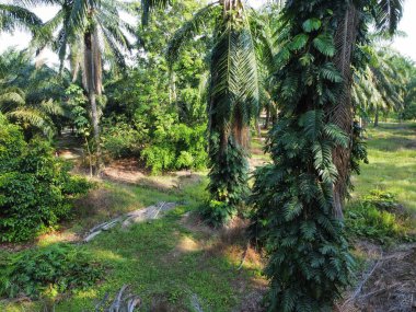 Çalı ve kümelenmiş yapraklı vahşi canavarın hava manzarası palmiye yağı tarlasında sürünen deliciosa.. 