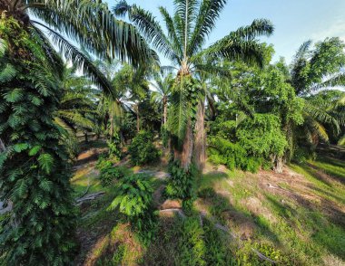 Çalı ve kümelenmiş yapraklı vahşi canavarın hava manzarası palmiye yağı tarlasında sürünen deliciosa.. 