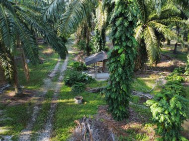 Çalı ve kümelenmiş yapraklı vahşi canavarın hava manzarası palmiye yağı tarlasında sürünen deliciosa.. 
