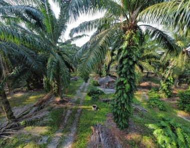 Çalı ve kümelenmiş yapraklı vahşi canavarın hava manzarası palmiye yağı tarlasında sürünen deliciosa.. 