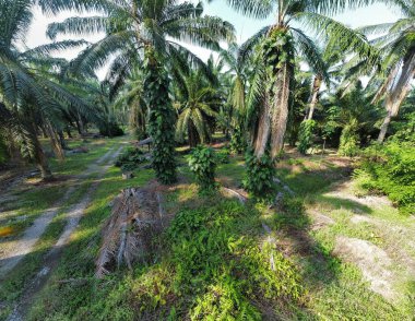 Çalı ve kümelenmiş yapraklı vahşi canavarın hava manzarası palmiye yağı tarlasında sürünen deliciosa.. 