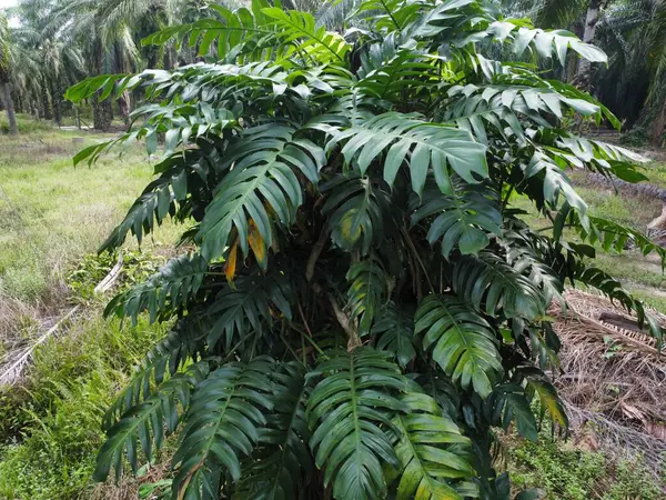 Çalı ve kümelenmiş yapraklı vahşi canavarın hava manzarası palmiye yağı tarlasında sürünen deliciosa.. 