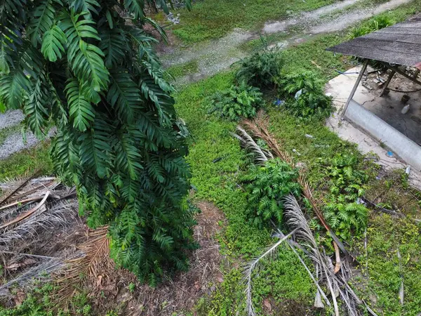 Çalı ve kümelenmiş yapraklı vahşi canavarın hava manzarası palmiye yağı tarlasında sürünen deliciosa.. 