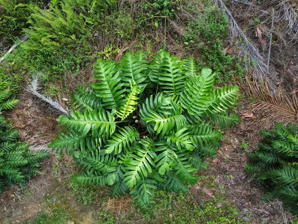 Çalı ve kümelenmiş yapraklı vahşi canavarın hava manzarası palmiye yağı tarlasında sürünen deliciosa.. 