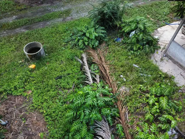 Çalı ve kümelenmiş yapraklı vahşi canavarın hava manzarası palmiye yağı tarlasında sürünen deliciosa.. 