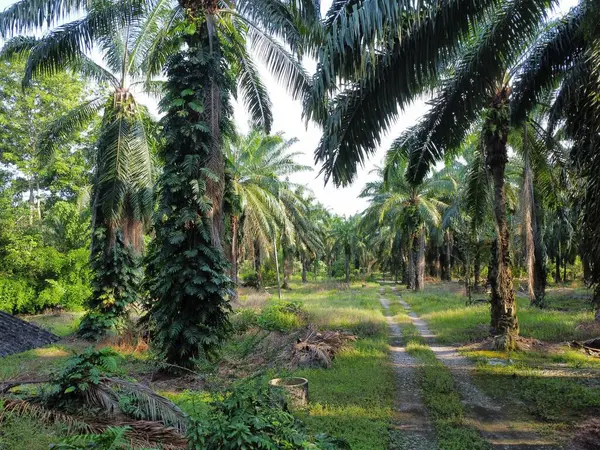 Çalı ve kümelenmiş yapraklı vahşi canavarın hava manzarası palmiye yağı tarlasında sürünen deliciosa.. 