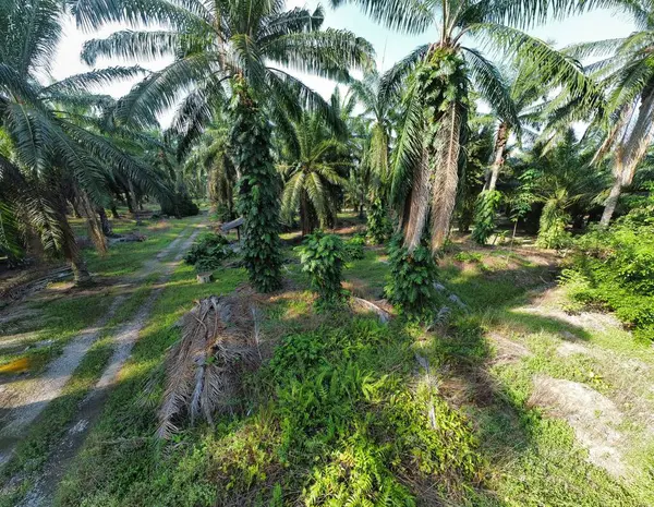 Çalı ve kümelenmiş yapraklı vahşi canavarın hava manzarası palmiye yağı tarlasında sürünen deliciosa.. 