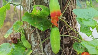 Vahşi agresif sarmaşık kabağı yapraklı meyve bitkisi beton direğin etrafına tırmanıyor..   